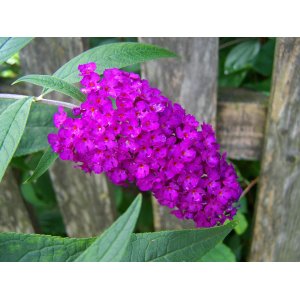Budleja Dávidova (Buddleja Davidii) ´NANHO PURPLE´ - výška 20-40 cm, kont. C3L 
